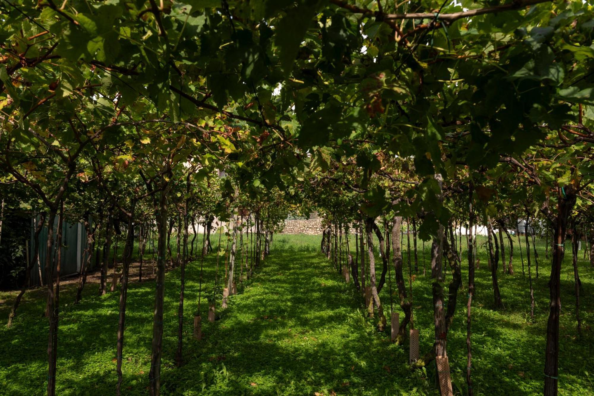 La Terrazza Sulle Vigne B&B Corte Franca Εξωτερικό φωτογραφία